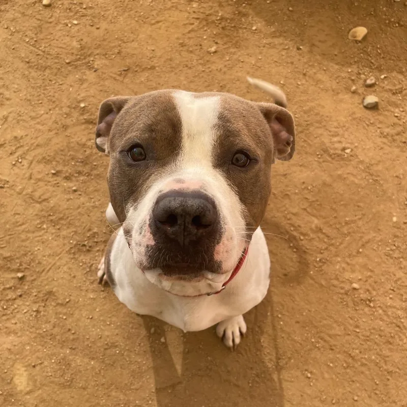 Otter Pop thumbnail 6