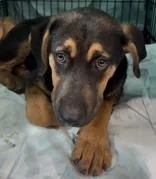 A young medium-sized male Mixed Breed dog named Mudpie for adoption in Charleston, SC