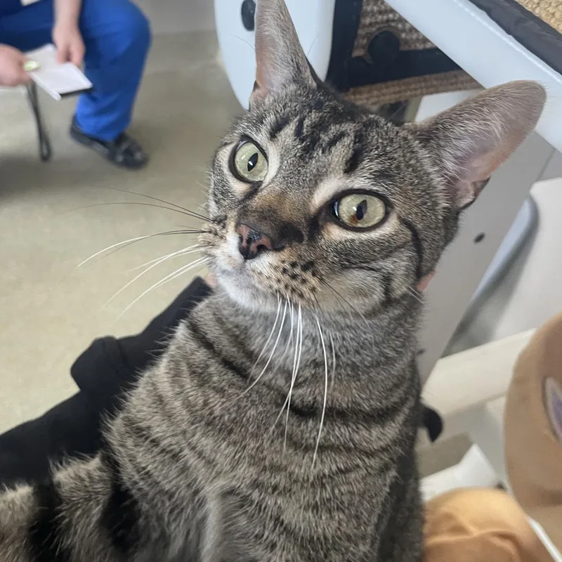 An adult large-sized male Gray / Blue / Silver Domestic Short Hair cat named Fish for adoption in Chicago, IL
