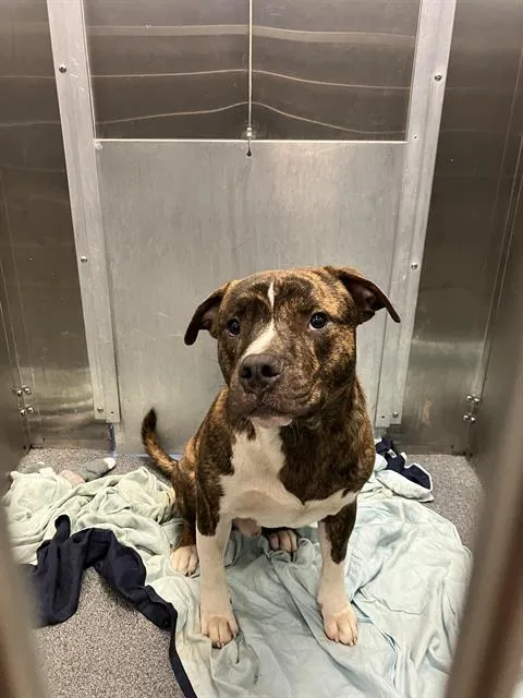 A young medium-sized male Mixed Breed dog named Chubby for adoption in Dallas, TX