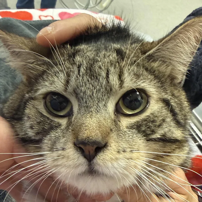 Oliver L thumbnail 3