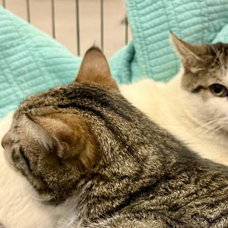 Oliver L thumbnail 4