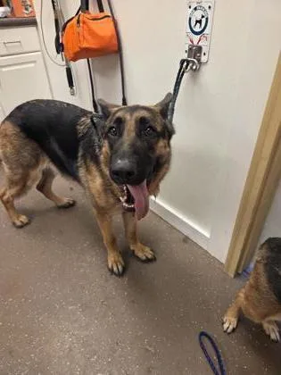 An adult extra large-sized female German Shepherd Dog dog named Bella for adoption in South Bend, IN