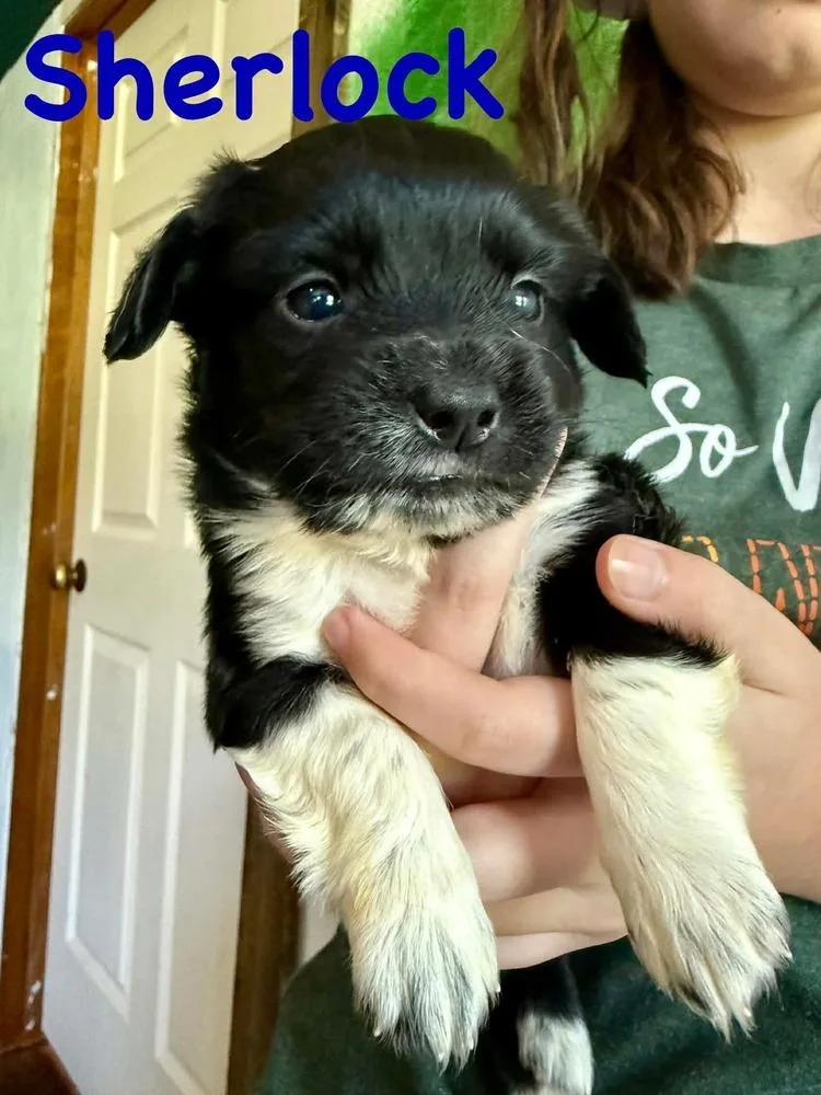 A baby small-sized male Tricolor (Brown, Black, & White) Cockapoo dog named Sherlock for adoption in Syracuse, NY