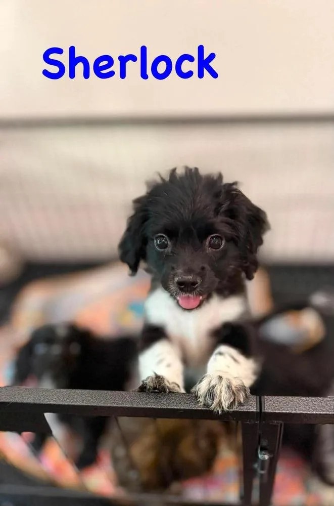 Sherlock thumbnail 5