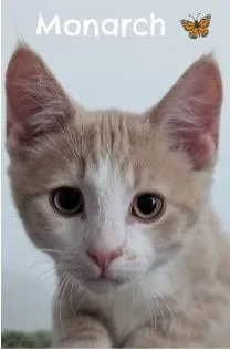 A baby small-sized male Domestic Short Hair cat named Monarch for adoption in Beacon, NY