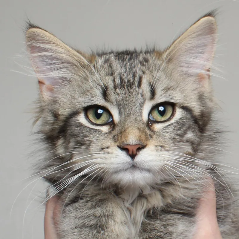 A baby small-sized male Brown / Chocolate Domestic Medium Hair cat named Jay C for adoption in Minnetonka, MN