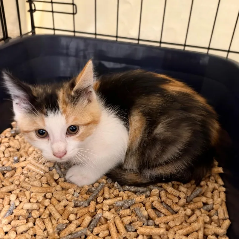 A baby small-sized female Domestic Short Hair cat named Queen for adoption in Redwood City, CA