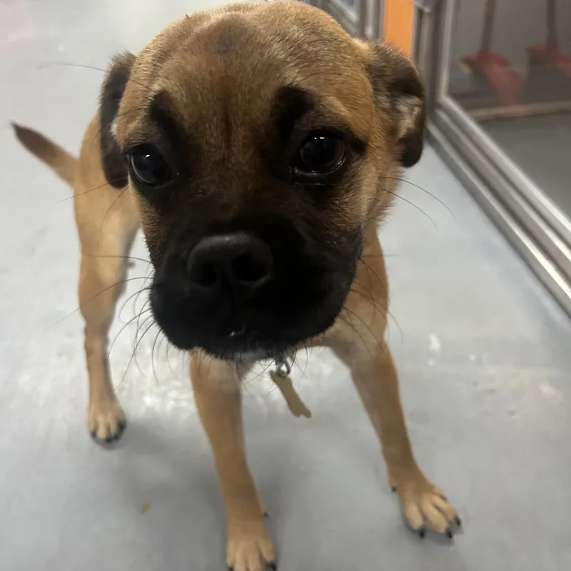 A baby small-sized female Yellow / Tan / Blond / Fawn Pug dog named Callie for adoption in Point Richmond, CA
