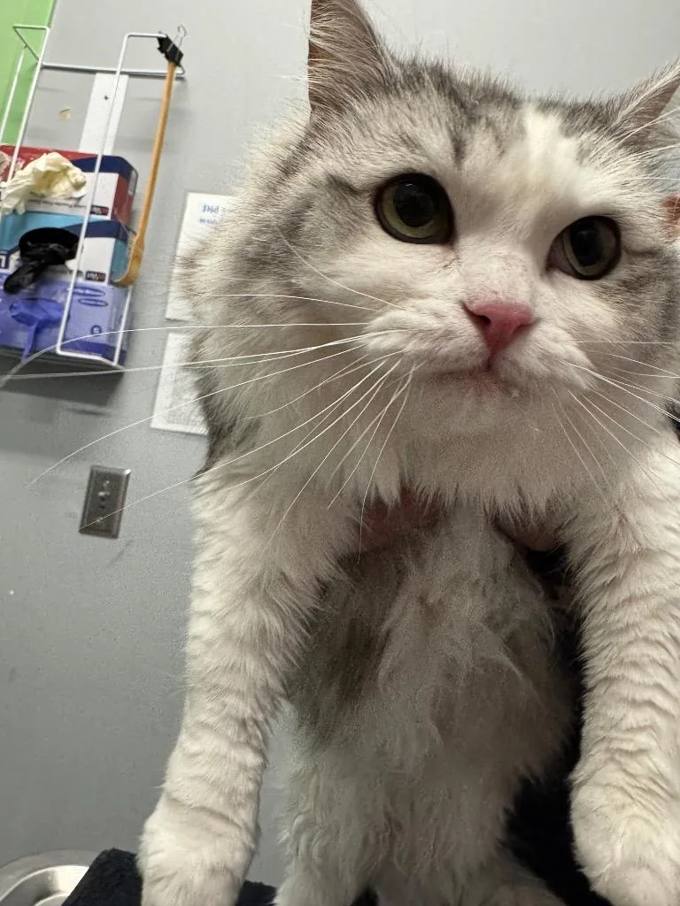 An adult medium-sized female Ragdoll cat named Pippin for adoption in Bloomington, IN