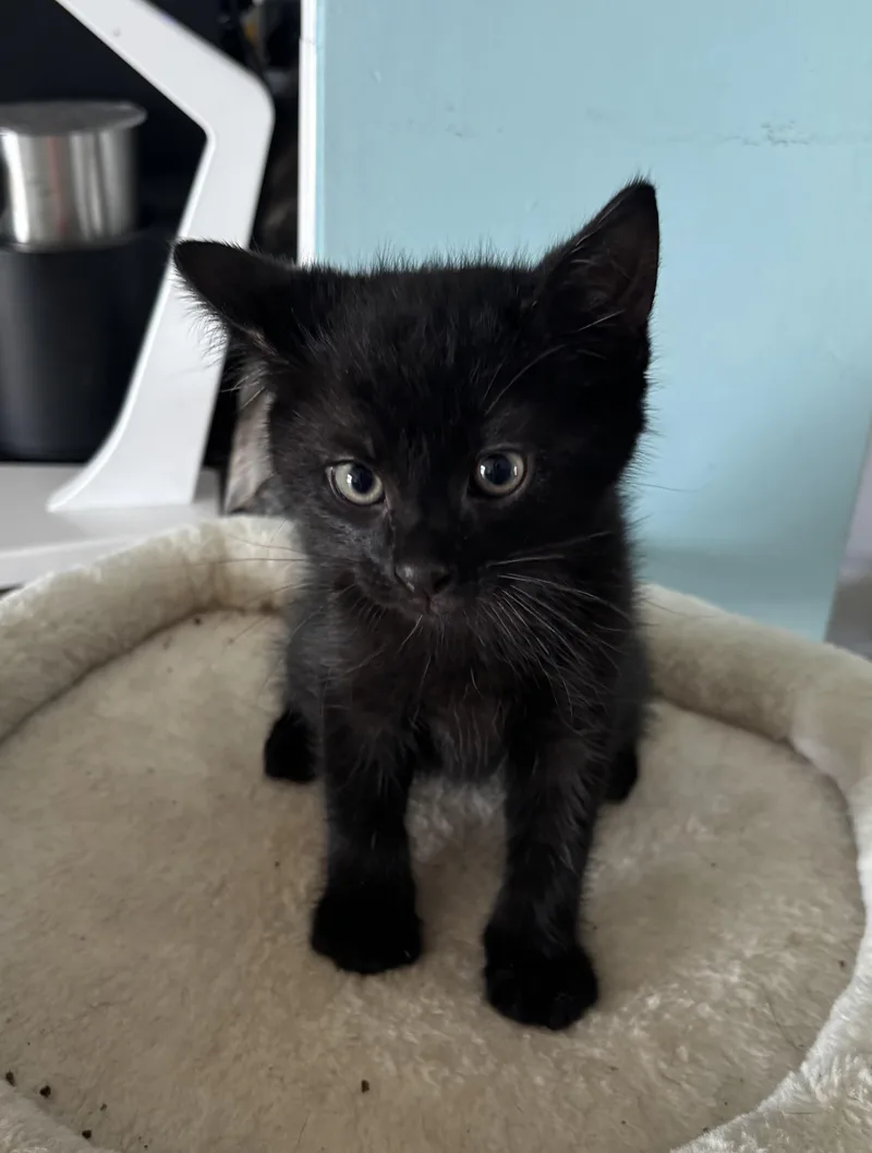 A baby medium-sized male Domestic Short Hair cat named Pooh Bear for adoption in GREENVILLE, NC