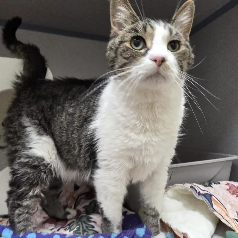 A senior large-sized male White Domestic Short Hair cat named Oscar for adoption in Oshkosh, WI