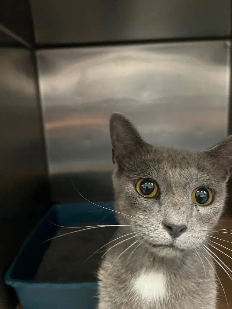 A young large-sized male Domestic Short Hair cat named Bonnie for adoption in Cartersville , GA