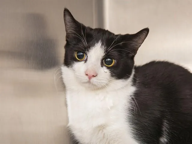 A young small-sized female Domestic Short Hair cat named Tilda for adoption in Phoenix, AZ
