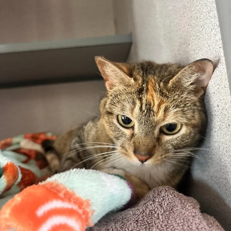 A young medium-sized female Calico Domestic Short Hair cat named Wilhelmina for adoption in Hudson, NY