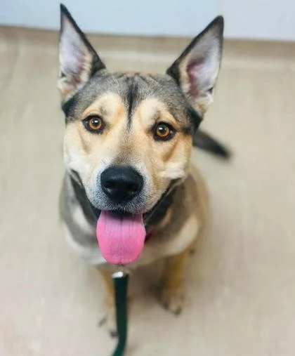 An adult large-sized male Mixed Breed dog named Bear for adoption in West Chester, PA