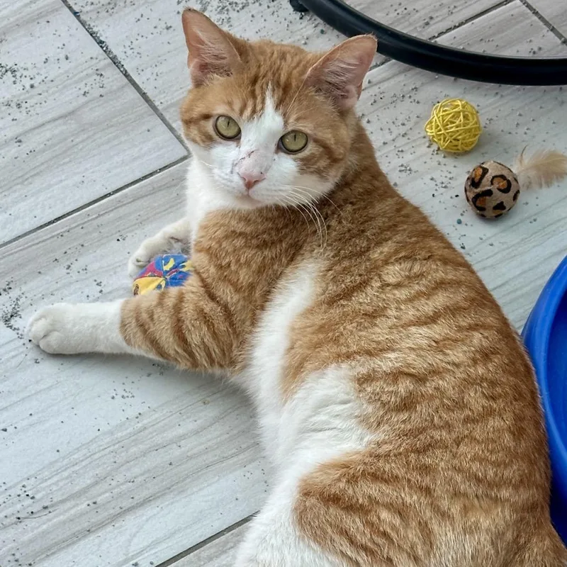 An adult large-sized male Orange / Red Domestic Short Hair cat named Trevor Miller for adoption in Woodstock, VA