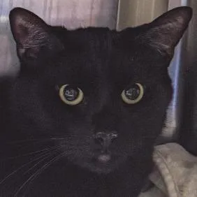 An adult large-sized male Black Domestic Short Hair cat named Amos Bonded W Andy for adoption in Kennebunk, ME