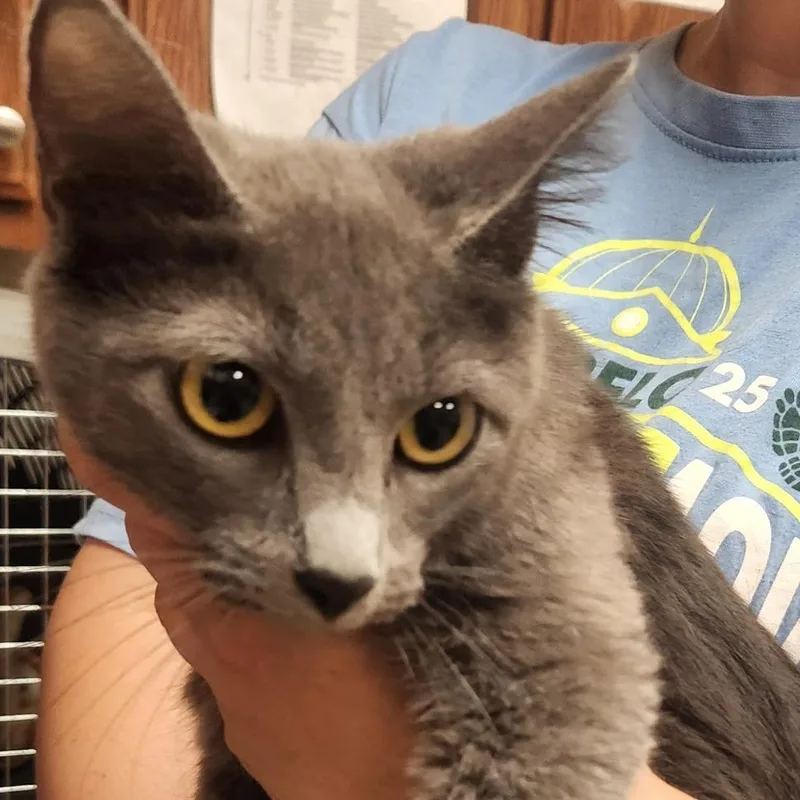 A young medium-sized female Gray / Blue / Silver Domestic Short Hair cat named Sofie  U for adoption in Tupelo, MS
