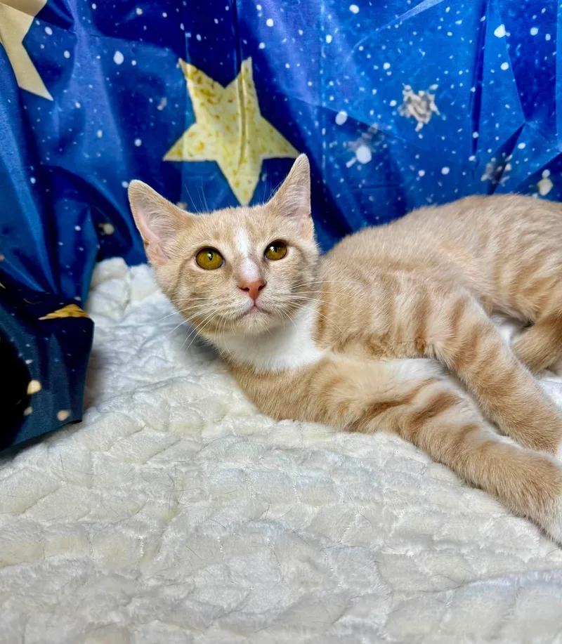 A baby medium-sized male Tabby (Buff / Tan / Fawn) Tabby cat named Peter for adoption in Greensburg, PA
