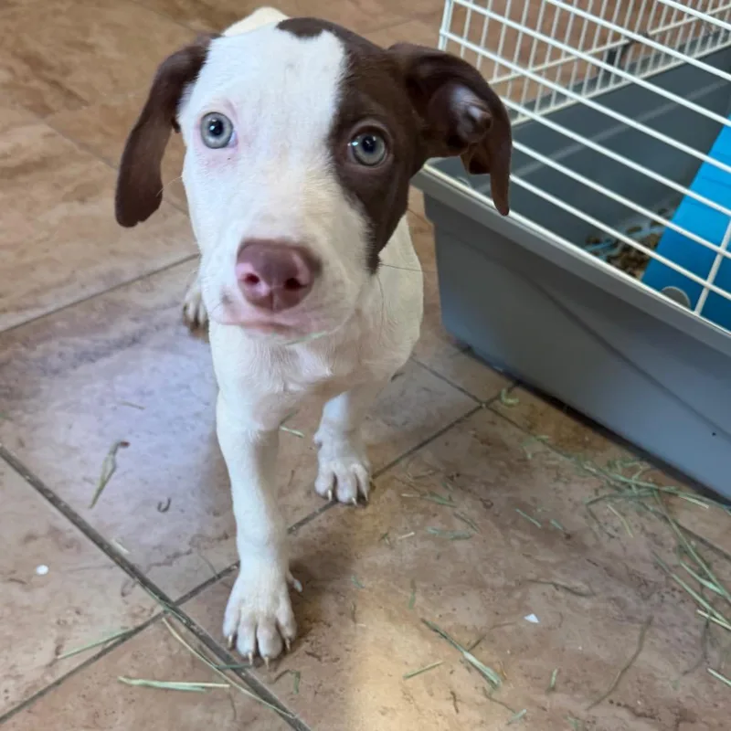 A baby small-sized female White / Cream Pointer dog named TUSCStray for adoption in Tuscaloosa, AL