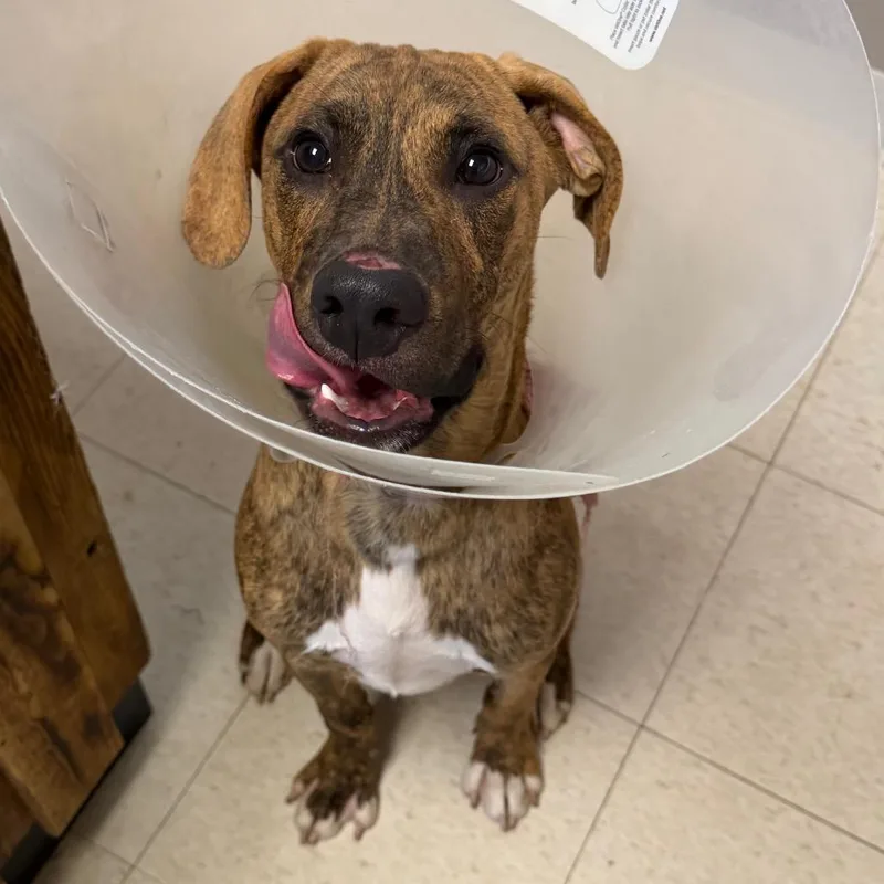 A young medium-sized male Brindle Plott Hound dog named Huck for adoption in Milford, IA