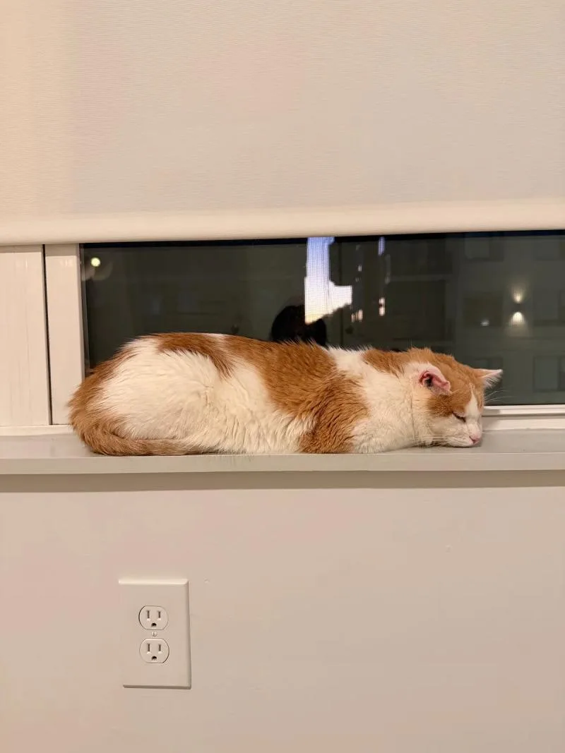 An adult medium-sized male White Domestic Short Hair cat named Down Under for adoption in Cincinnati, OH
