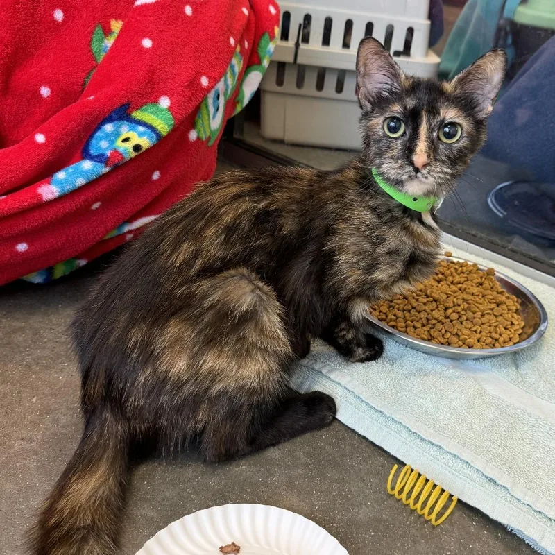 A young medium-sized female Tortoiseshell Domestic Short Hair cat named Naan for adoption in Fort Wayne, IN
