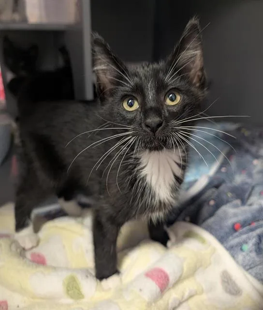 A baby small-sized male Domestic Short Hair cat named Sesame for adoption in Sacramento, CA