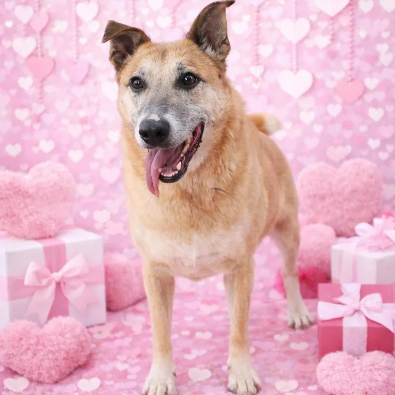 An adult large-sized female Yellow / Tan / Blond / Fawn Shepherd dog named Daisy Mae for adoption in Justin, TX