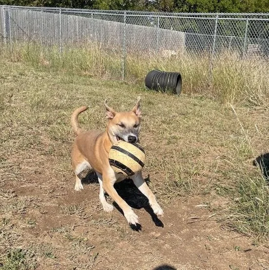 Daisy Mae thumbnail 5