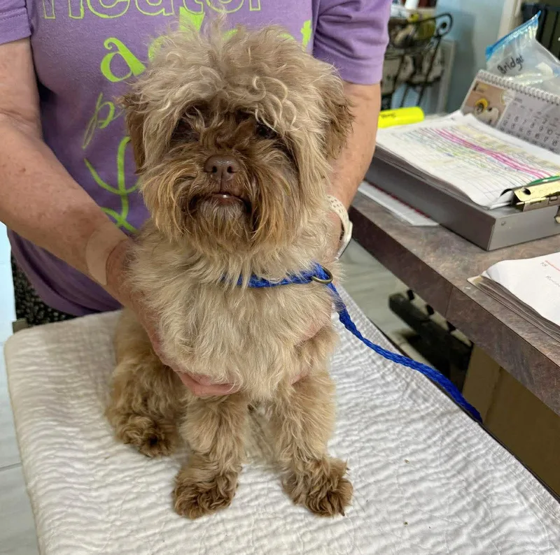 A young small-sized female Shih Tzu dog named Love Bird for adoption in Benton, LA