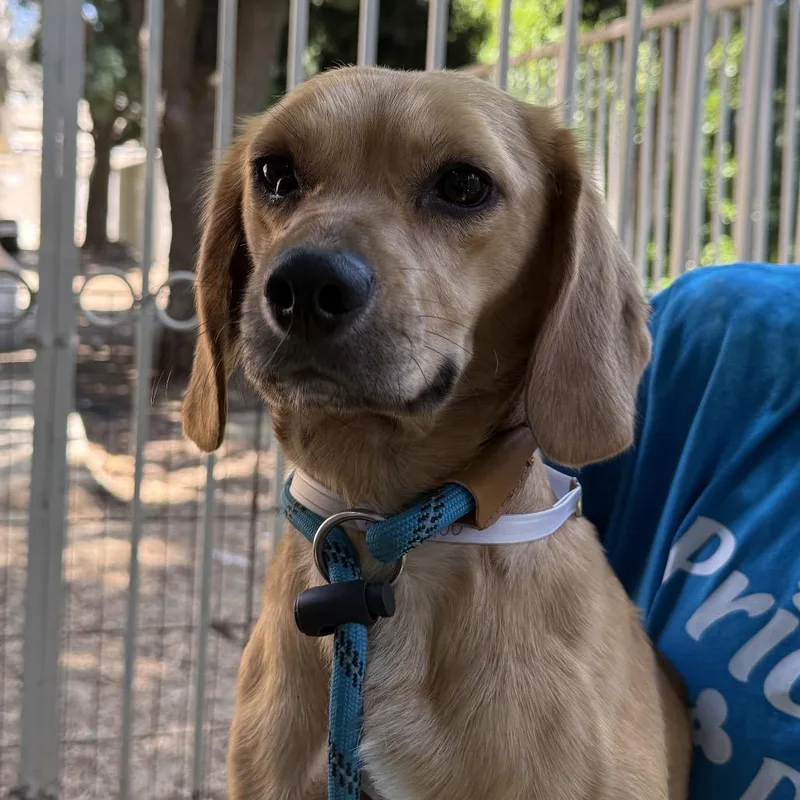 An adult small-sized male Brown / Chocolate Beagle dog named Dumpling  Chino Hills for adoption in Chino Hills, CA