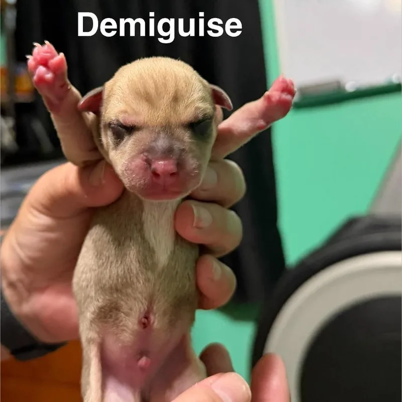 A baby small-sized male Mixed Breed dog named Demiguise for adoption in Spring Hill, KS