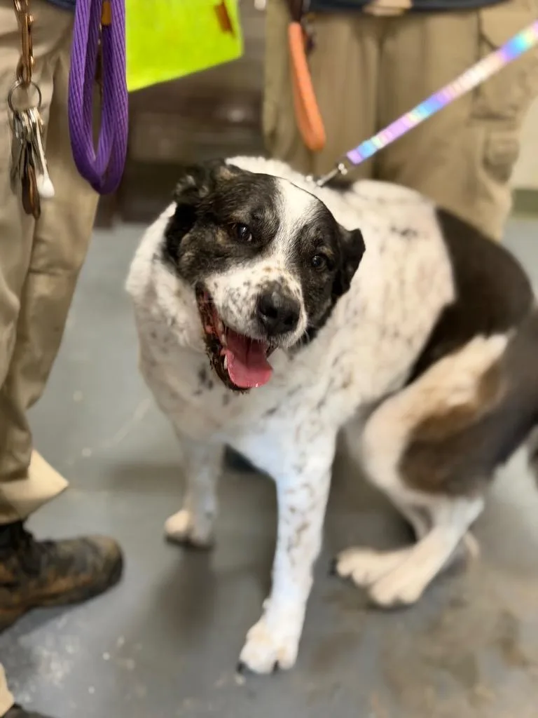 A senior large-sized male Australian Cattle Dog / Blue Heeler dog named Apollo for adoption in Winder, GA