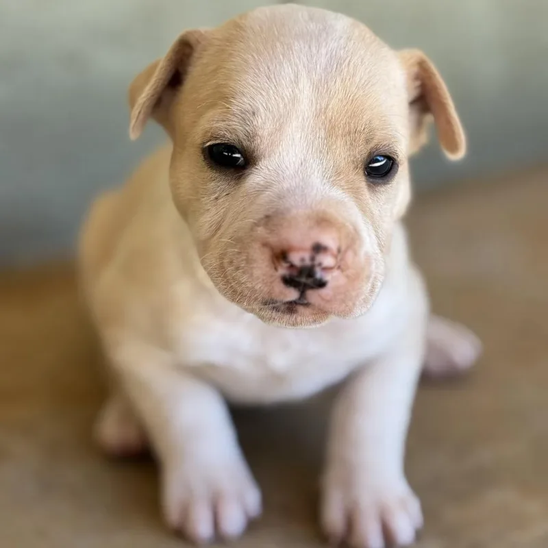 A baby medium-sized male Retriever dog named Storm for adoption in Huntsville, AL