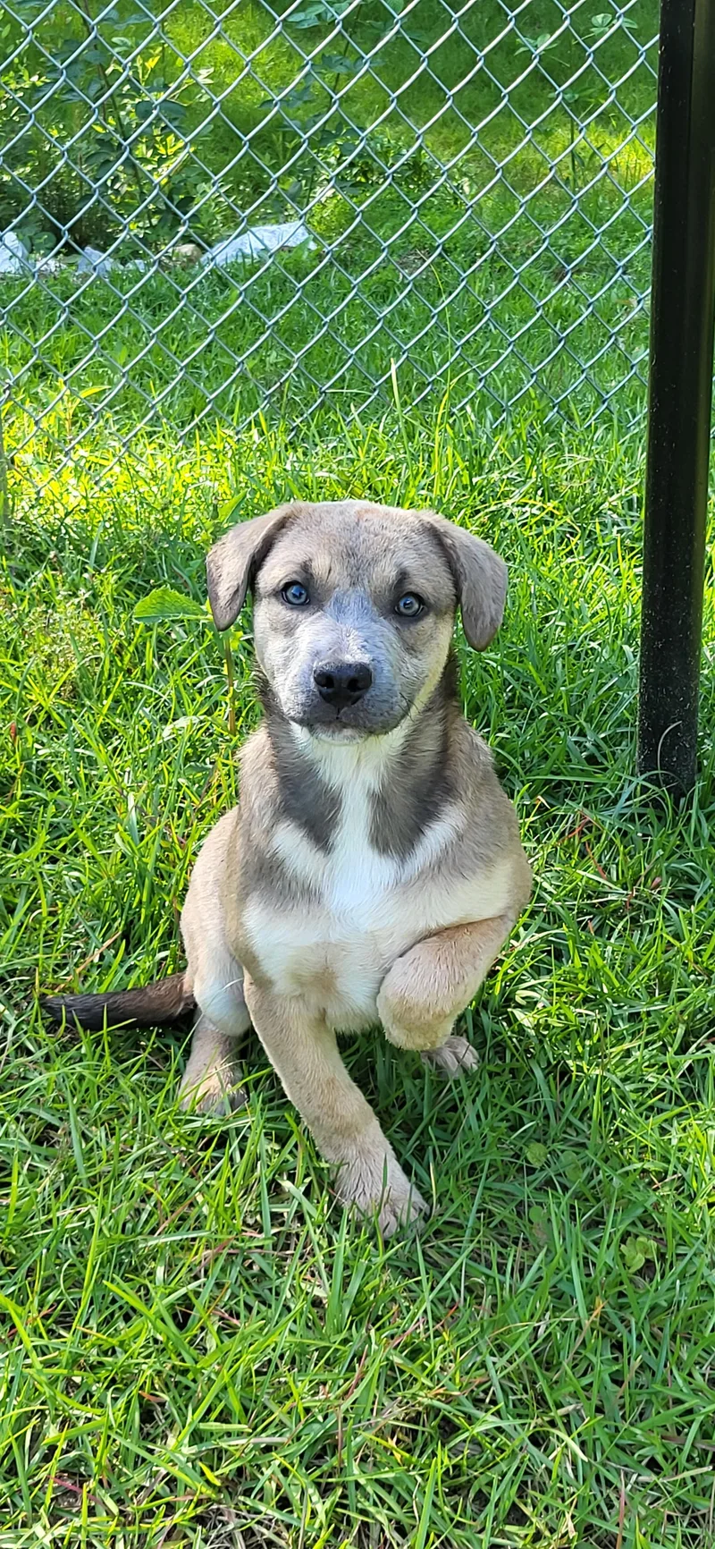 A baby medium-sized female Yellow / Tan / Blond / Fawn Mixed Breed dog named Bubbles for adoption in Marion, MS