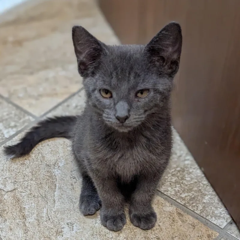 A baby medium-sized male Gray / Blue / Silver Domestic Short Hair cat named Pistachio for adoption in Jefferson, WI