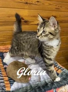 Gloria thumbnail 2
