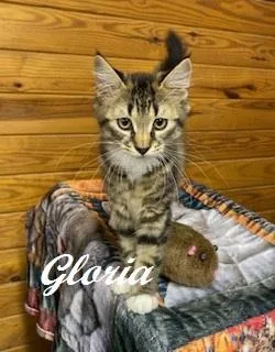 Gloria thumbnail 3