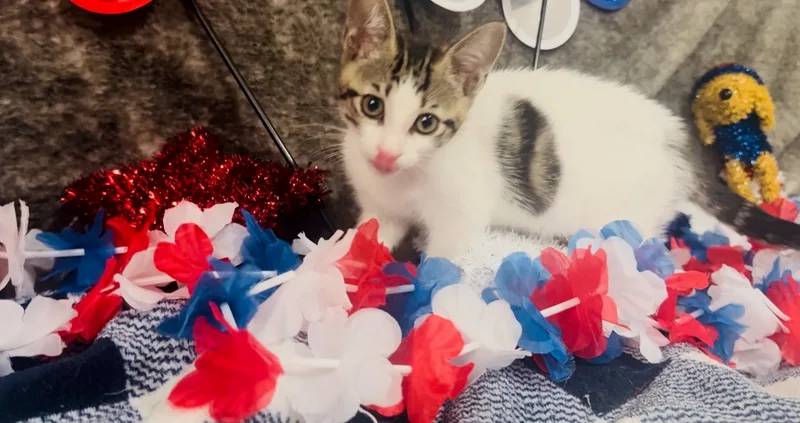 A young medium-sized female Tabby (Gray / Blue / Silver) Domestic Short Hair cat named Moo Moo for adoption in Palm City, FL