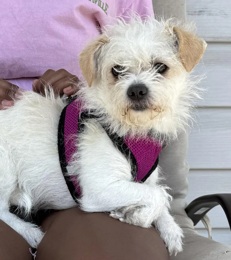 An adult small-sized female Bicolor Terrier dog named Mrs Scruff Bonded To for adoption in Ellicott City, MD