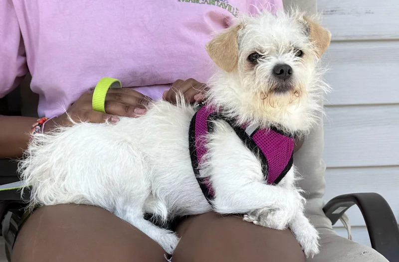 Mrs Scruff Bonded To thumbnail 2