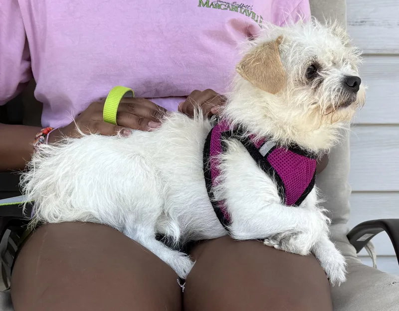 Mrs Scruff Bonded To thumbnail 3