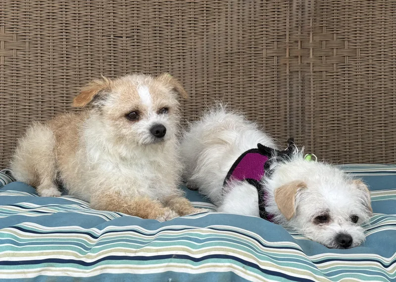 Mrs Scruff Bonded To thumbnail 4