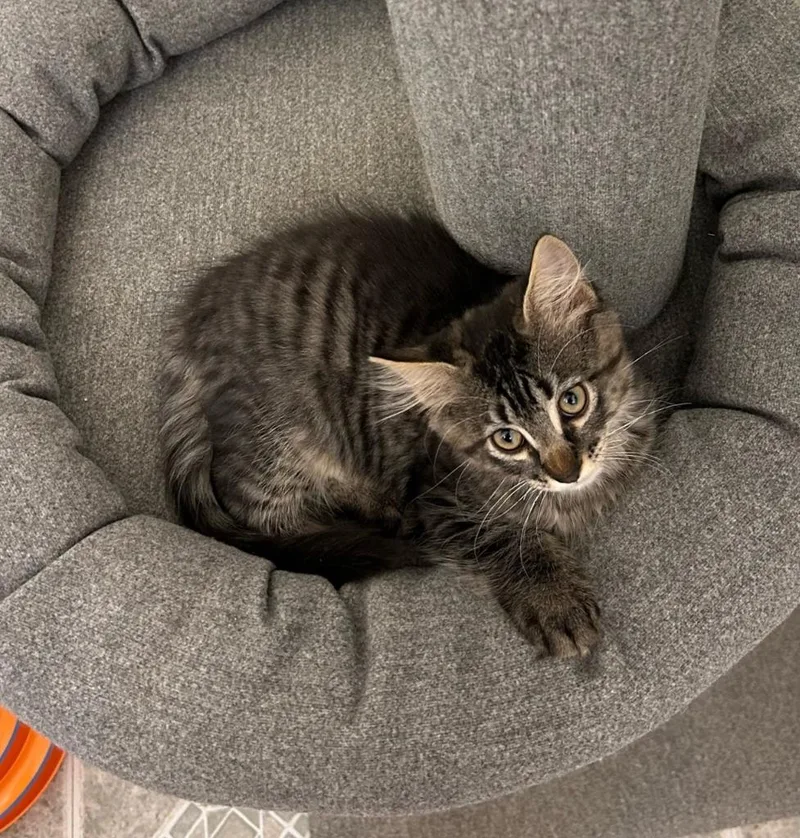 A young medium-sized male Domestic Short Hair cat named Boo for adoption in Salt Lake City, UT