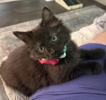 A baby small-sized female Domestic Short Hair cat named A Rosie for adoption in North Charleston, SC