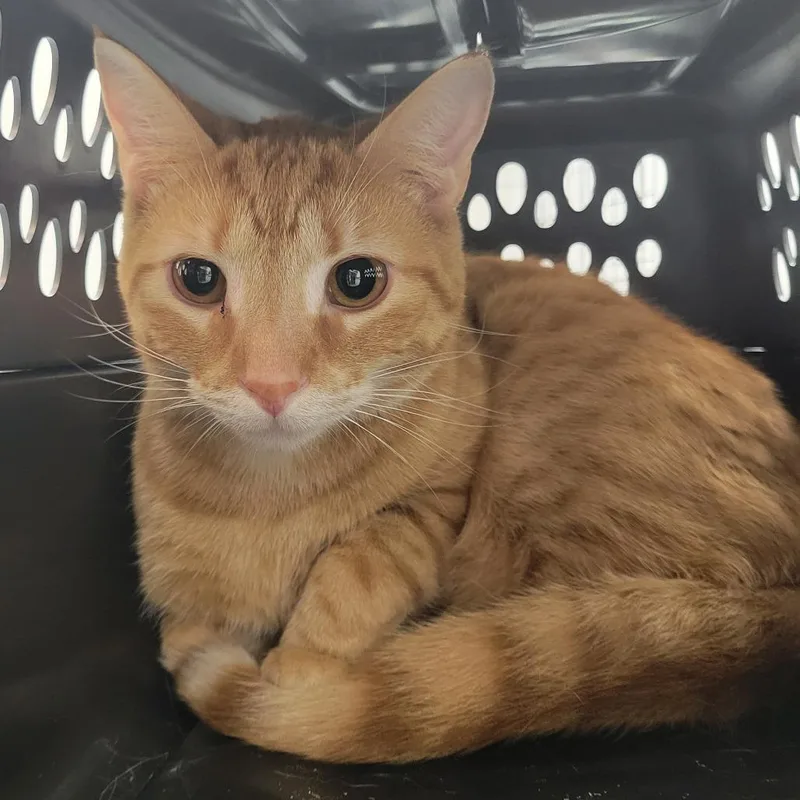A young medium-sized male Orange / Red Domestic Short Hair cat named Simba the Pooh @Pawz for adoption in Carmel, IN