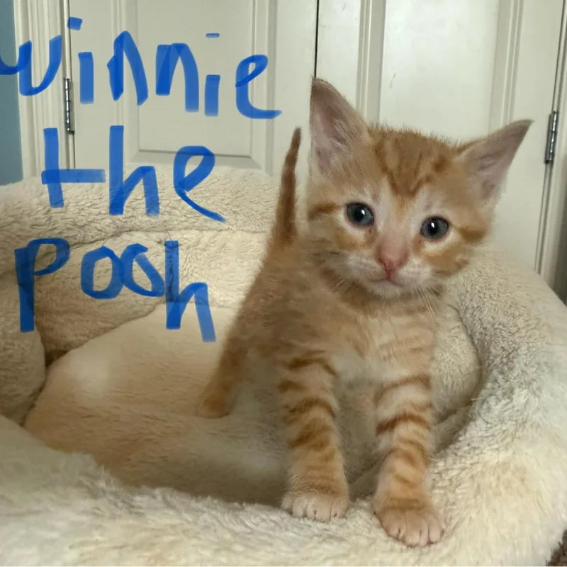 Simba the Pooh @Pawz thumbnail 2