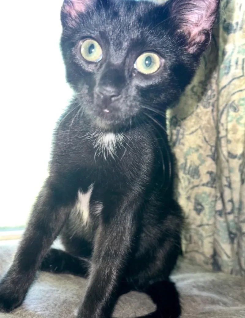 A young medium-sized male Black & White / Tuxedo Domestic Short Hair cat named Tippy for adoption in Clayton, NJ
